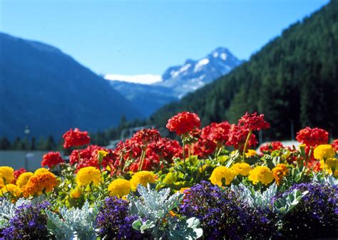 Buongiorno sfondi di fiori fiori colorati 4k ottieni il download gratuito di migliaia di sfondi floreali hd più popolari! Fiori, fiori, fiori | Associazione culturale La Rucola