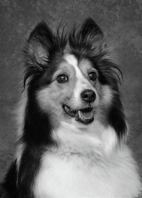 Sheltie In Black And White Photograph By Greg And Chrystal Mimbs Pixels