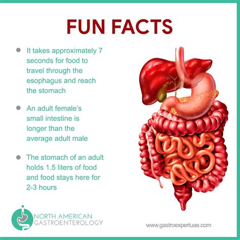 Facts About Small And Large Intestine Large Intestine Food Nutrition