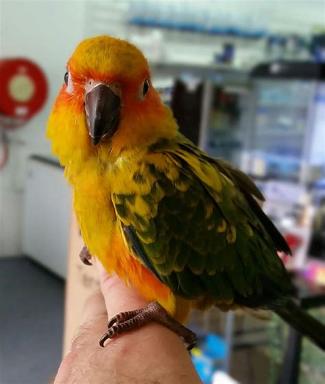 Talking Parrots Melbourne Plenty Of Baby Parrots In Stock Call 1300