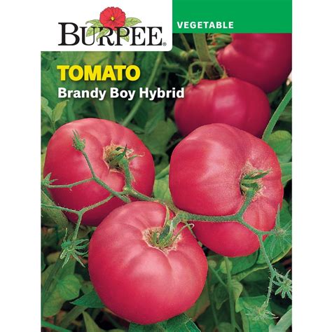 Burpee Brandy Boy Hybrid Tomato Vegetable Seed 1 Pack