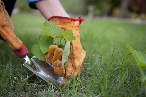 Lawn Maintenance The Importance Of Lawn Treatments Dk Landscaping