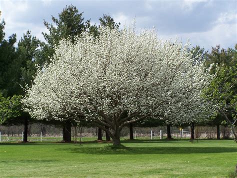 Flowering Trees Iowa Arboretum