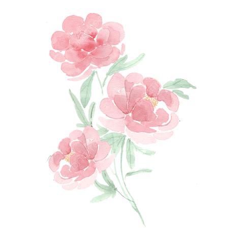 Watercolor Flower Bouquet Png Image Soft Red Peony Watercolor Flower