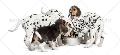 Group Of Dalmatian And Beagle Puppies Eating All Together Isolated On