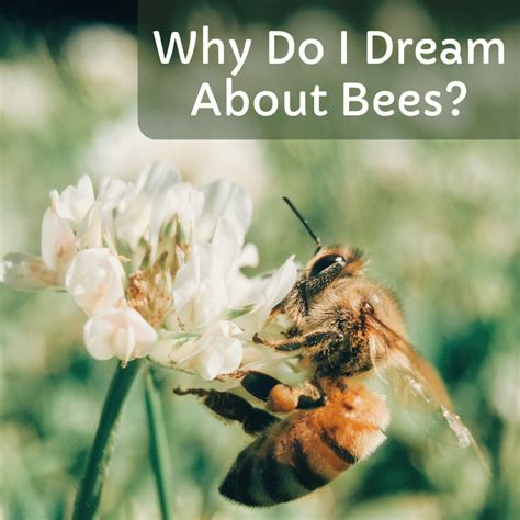 The Possible Meanings Of Dreams About Bees Exemplore