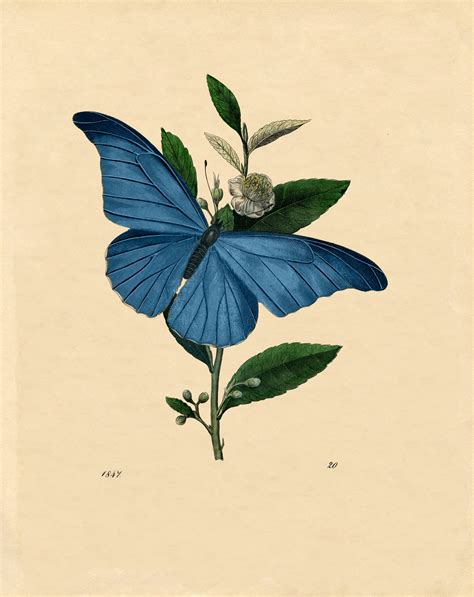 10 Blue Butterfly Images The Graphics Fairy