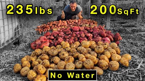 Potatoes Grow Without Soil