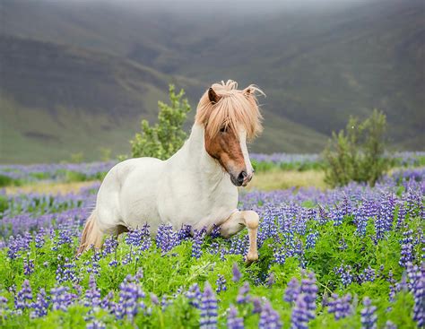 Icelandic Horse Running In Lupine Photograph By Panoramic Images Pixels