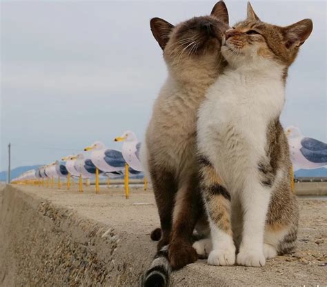 Cat Love Rcats
