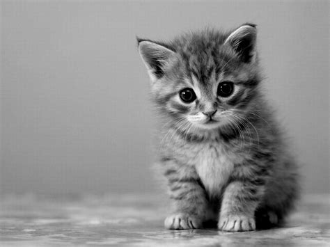 Cute Cat Photography Black And White Kitten