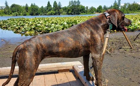 Plott Hound Breed Information Guide Photos Traits And Care Bark Post