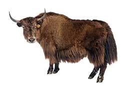 This is a great way to practice and learn spanish animals. Yak definition and meaning | Collins English Dictionary