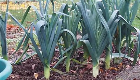 Video How To Grow Leeks Step By Step Sustainable