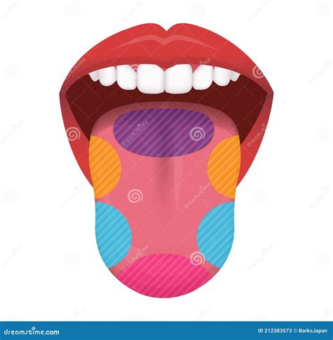 Taste Areas Of Human Tongue Vector Illustration Stock Vector
