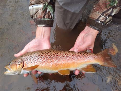 A Stunning Wild Brown Trout From Nc Pennsylvania In The Rain Today R
