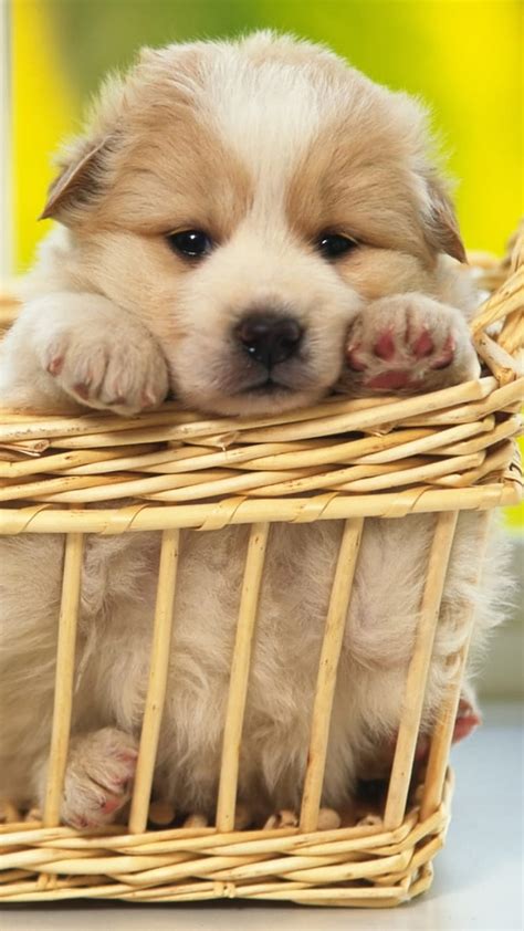 Cute Dog Cute Dog Hd Phone Wallpaper Peakpx