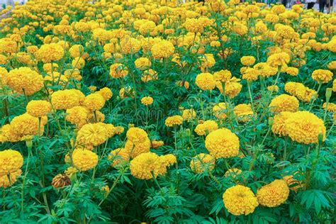 Yellow Marigolds Flower In The Garden Stock Photo Image Of Color
