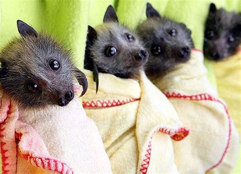 Flying Fox Bat Babies In Australia Everything Batty Pinterest