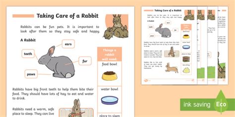How To Care For Rabbits Teacher Made