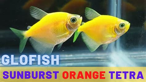 Aquarium Eye Candy The Glofish Sunburst Orange Tetra Gymnocorymbus