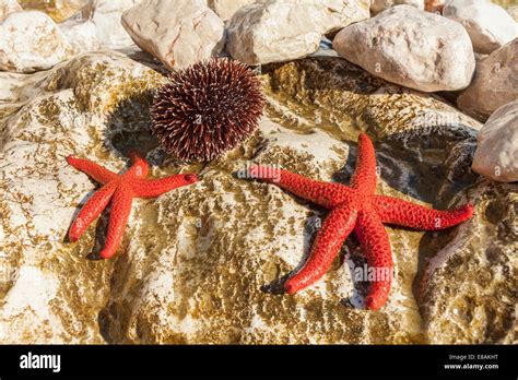 Starfish And Sea Urchin On A Rock In Jagodna Village Hvar Island