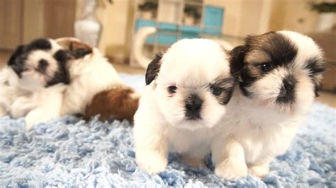 4 Adorable Shih Tzu Puppies So Playful Youtube