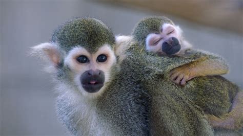 Baby Squirrel Monkey At San Diego Zoo Youtube