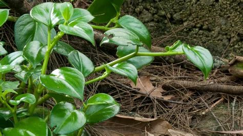 Heartleaf Philodendron Yellow Leaves 1 Causes And Remedies