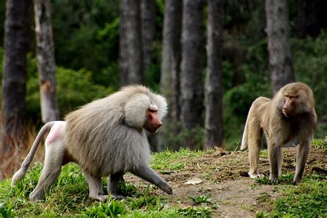 Genome Sequencing Uncovers Baboon Evolution And More