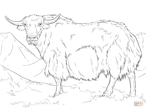 Wild Yak Coloring Page Free Printable Pages Sketch Coloring Page