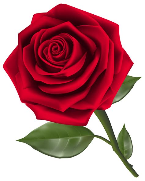 Goodinfo Red Rose Images Hd Png