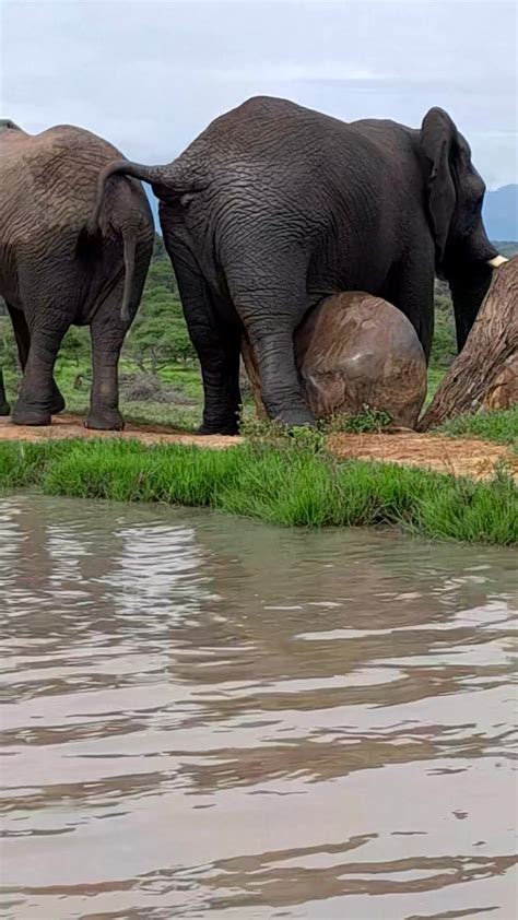 Elephants Know How To Have A Good Time True Or False 😊🐘 Khanyisa Splashes With Her Buddy
