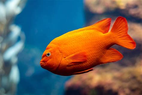 Garibaldi Fish Hypsypops Rubicundus Ultimate Care Guide Fish