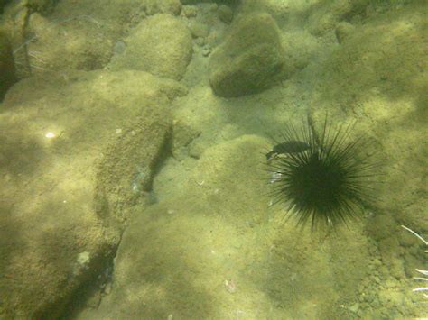 Blog Bug Here There Be Sea Urchins