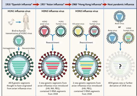 The Origins Of Pandemic Influenza — Lessons From The 1918 Virus Nejm