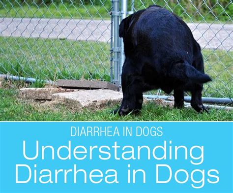 Understanding Diarrhea In Dogs Severe Diarrhea Is An Emergency
