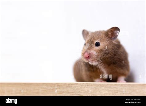 Hamster Up Close Hi Res Stock Photography And Images Alamy