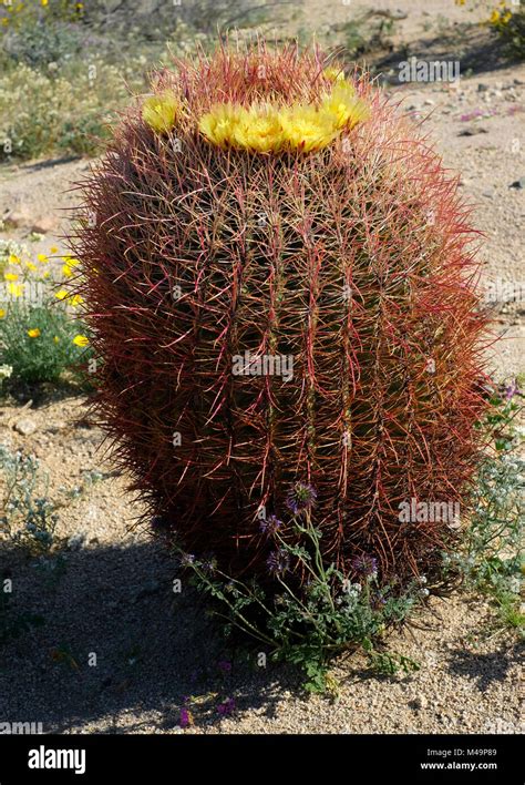 California Barrel Cactus Stock Photo Alamy