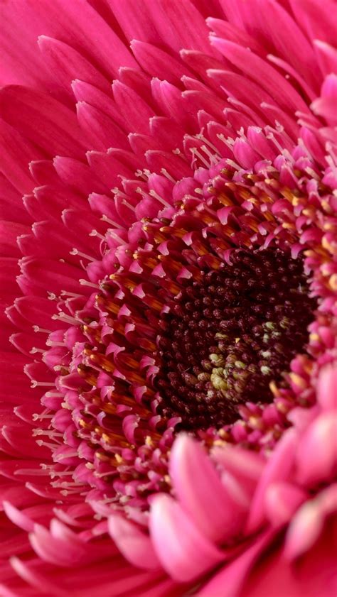 Find the best and most beautiful flower wallpapers and images! Gerbera Daisy 4K Wallpaper, Daisy flower, Pink Daisy, Pink ...
