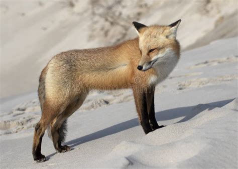 Red Fox Standing On A Sand Dune Stock Photo Image Of Animal Nature