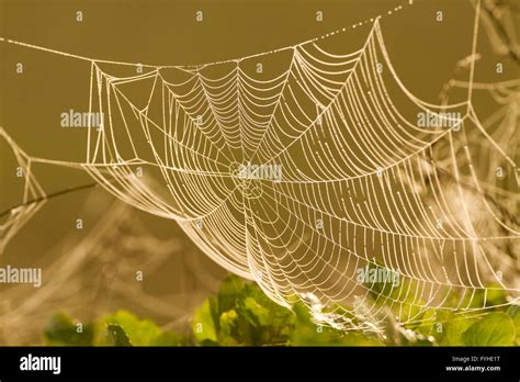 Round Spider Web Hi Res Stock Photography And Images Alamy