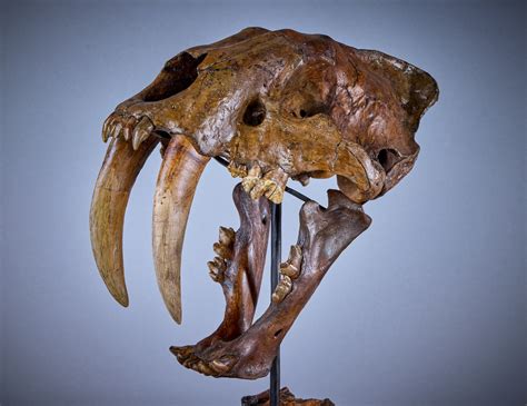 Saber Toothed Tiger Skull Natural History Including Gorgosaurus