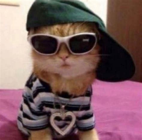 Swaggy Kitty