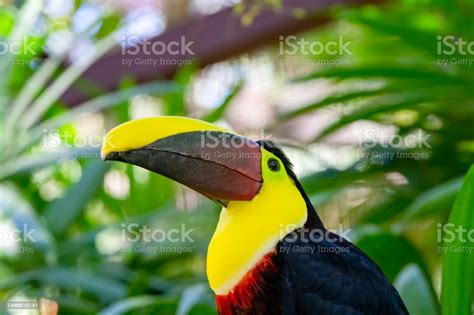 Black Mandibled Toucan In A Costa Rican Rainforest Stock Photo