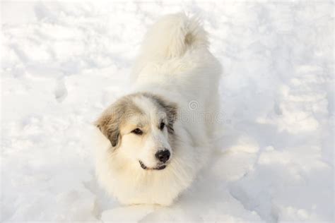 Gorgeous Pyrenean Shepherd Dog Standing Stock Image Image Of Space