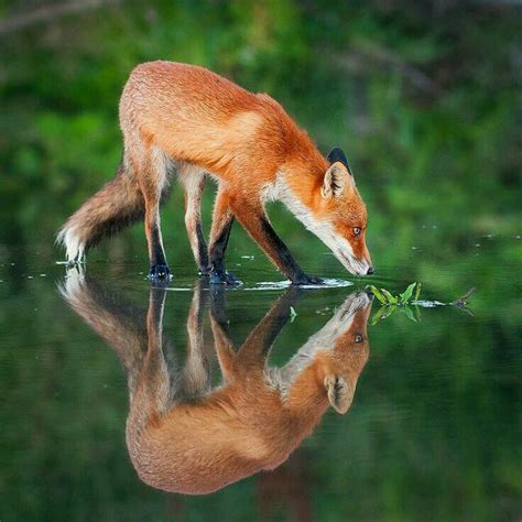 밤바다🌟 On Twitter Fox Animals Wild Wildlife Animals