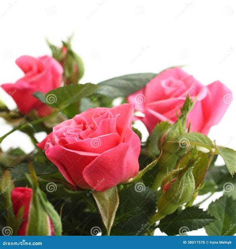 Pink Roses With The Green Stems Isolated On White Background Stock