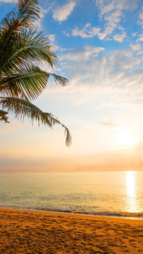 Download 720x1280 Wallpaper Palm Tree Sand Beach Sunny