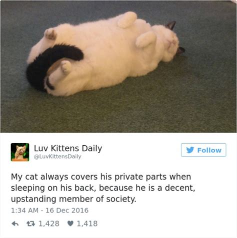 16 Of The Funniest Cat Tweets Of 2016